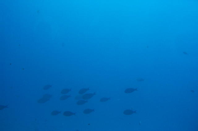 DCP_4202